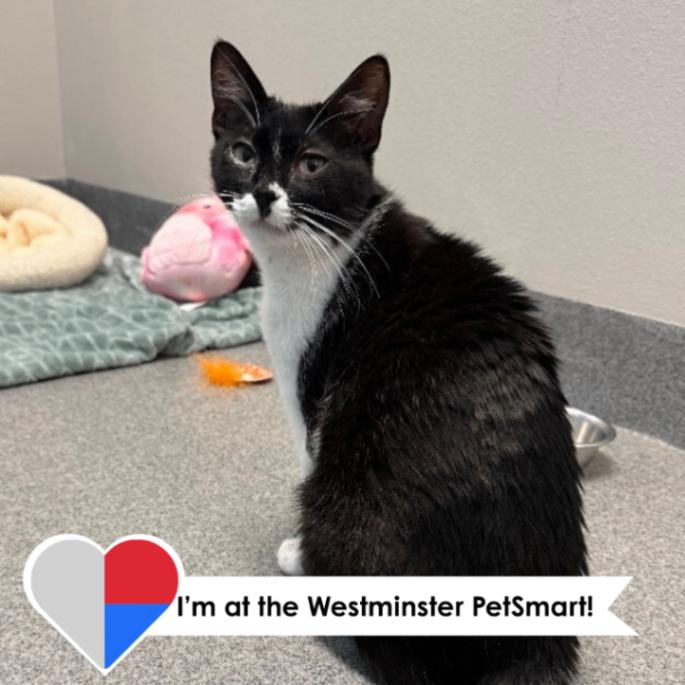Enlarge Magpie, a Adoptable Domestic Short Hair in Westminster, CO image 4/5
