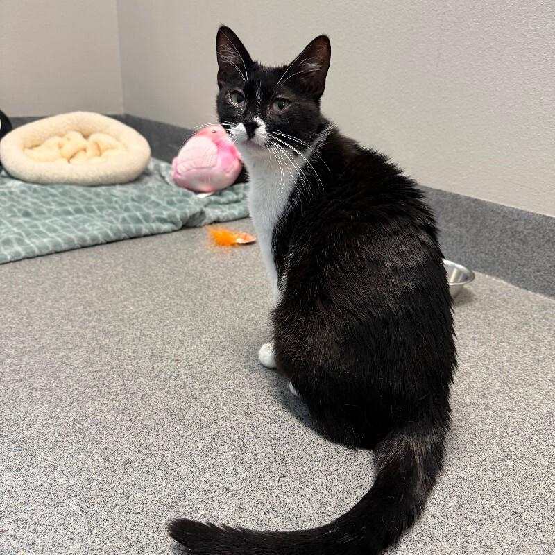 Enlarge Magpie, a Adoptable Domestic Short Hair in Westminster, CO image 5/5