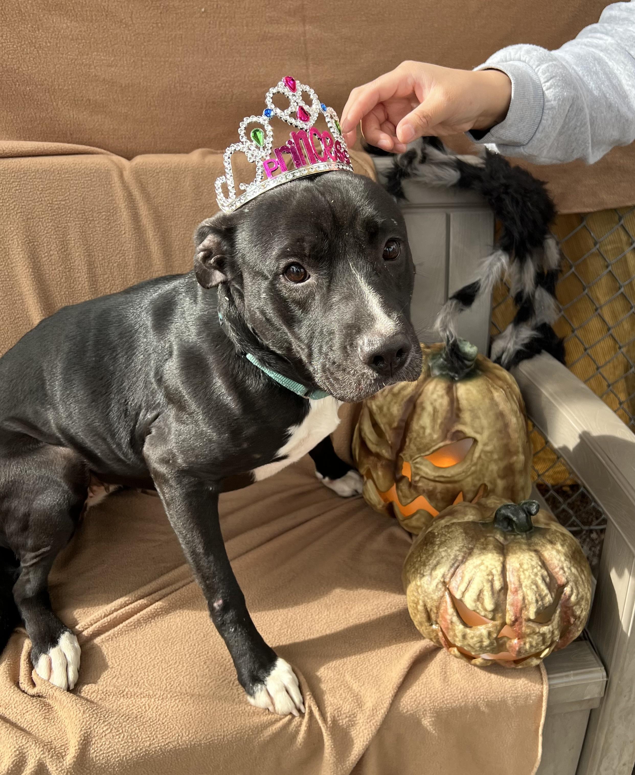 Sweetie, an adoptable Black Labrador Retriever, Pit Bull Terrier in Phoenix, OR, 97535 | Photo Image 3