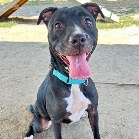 Sweetie, an adoptable Black Labrador Retriever, Pit Bull Terrier in Phoenix, OR, 97535 | Photo Image 3