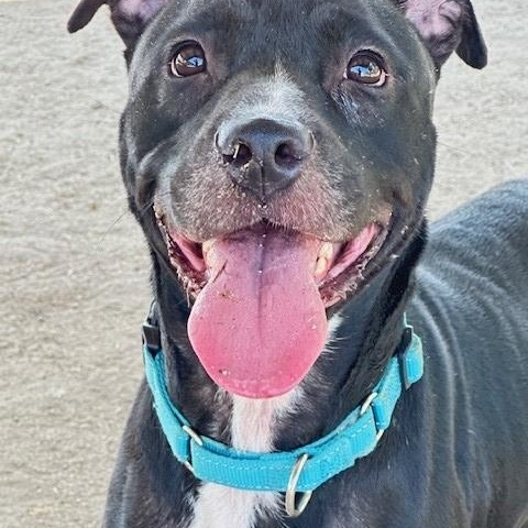 Sweetie, an adoptable Black Labrador Retriever, Pit Bull Terrier in Phoenix, OR, 97535 | Photo Image 5