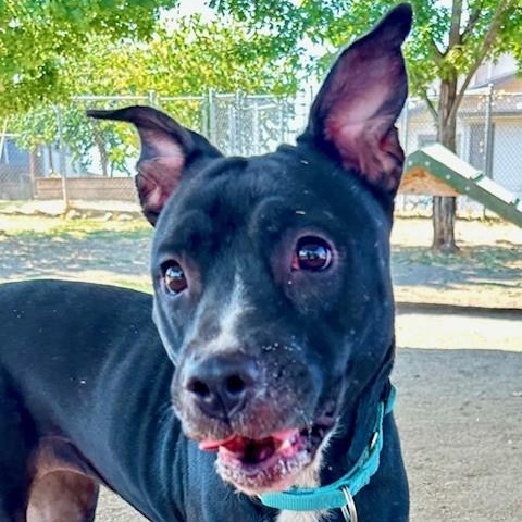 Sweetie, an adoptable Black Labrador Retriever, Pit Bull Terrier in Phoenix, OR, 97535 | Photo Image 4