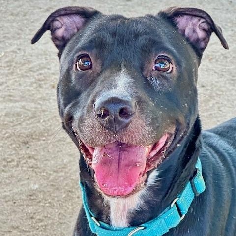 Sweetie, an adoptable Black Labrador Retriever, Pit Bull Terrier in Phoenix, OR, 97535 | Photo Image 1