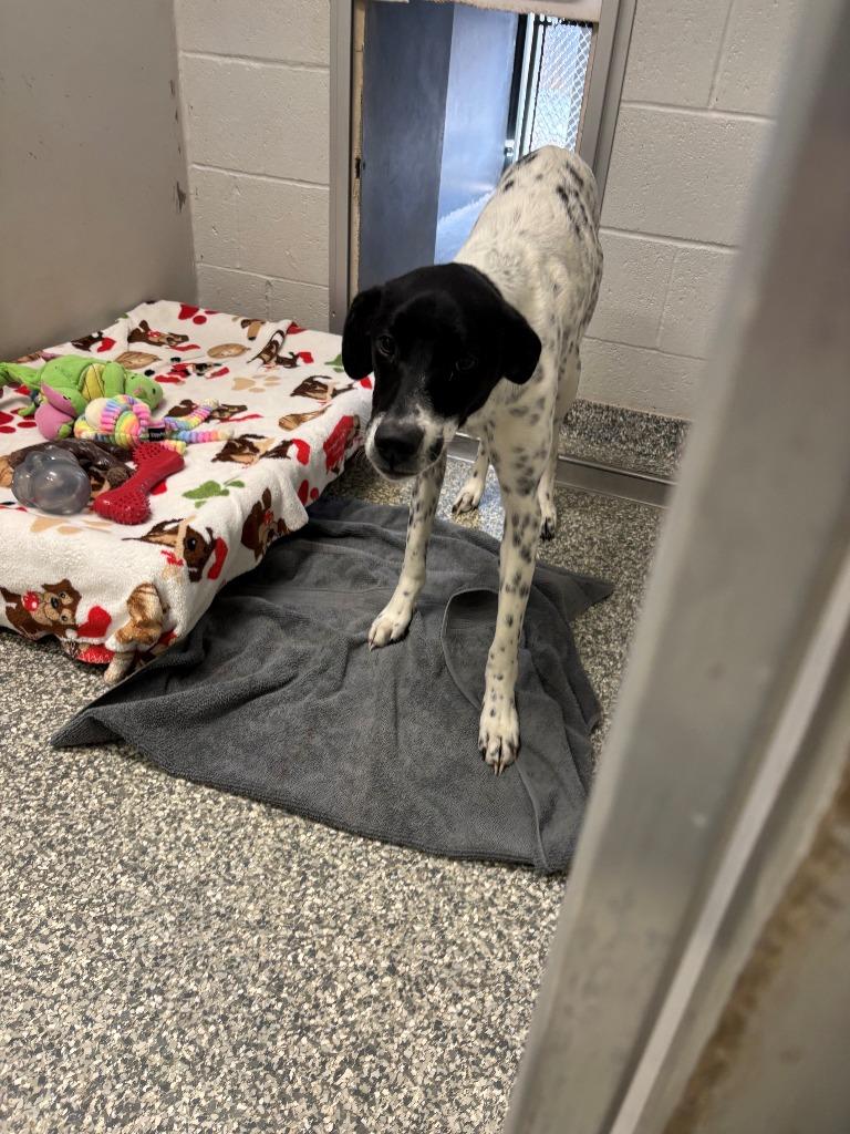 Maggie aka Mag Pie, Adoptable, Adult Female Pointer & Mixed Breed.