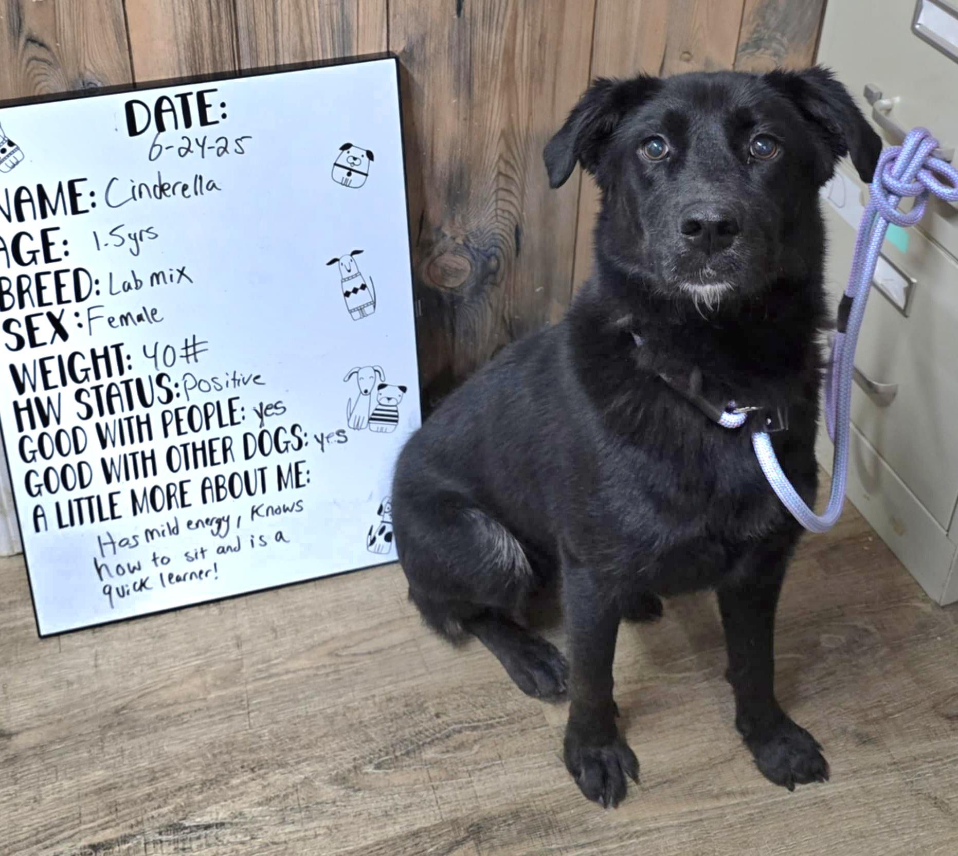 Enlarge Cinderella, a Adoptable mixed breed in Camden, AR image 1/1