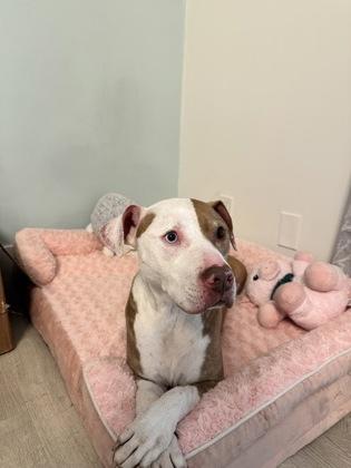 Mia, Adoptable, Senior Female Pit Bull Terrier & Mixed Breed.