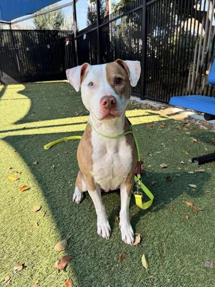 Mia, a Adoptable mixed breed in Roseville, CA image 2/3