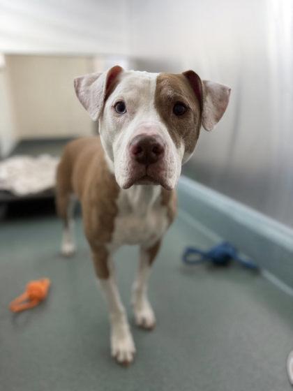 Mia, a Adoptable mixed breed in Roseville, CA image 3/3