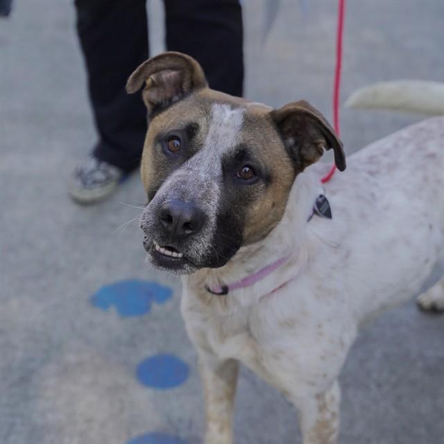 BOUJEE LIL BOY, Adoptable, Young Male Pit Bull Terrier & Australian Cattle Dog / Blue Heeler.