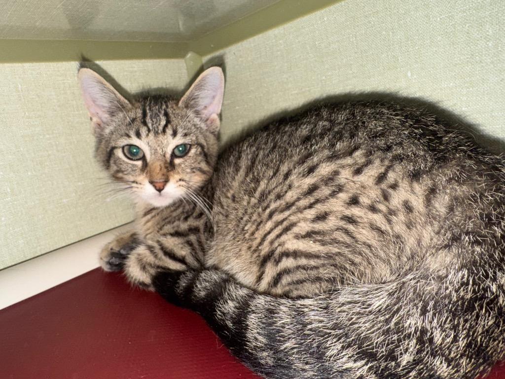 Murphy, Adoptable, Young Male Domestic Short Hair.