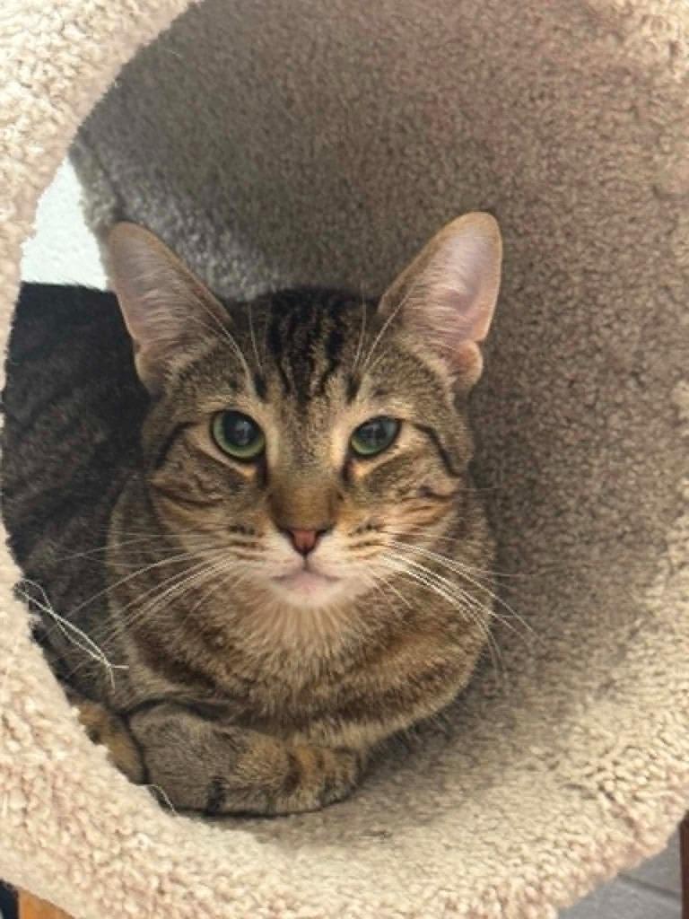 Enlarge Murphy, a Adoptable mixed breed in Marion, OH image 2/6