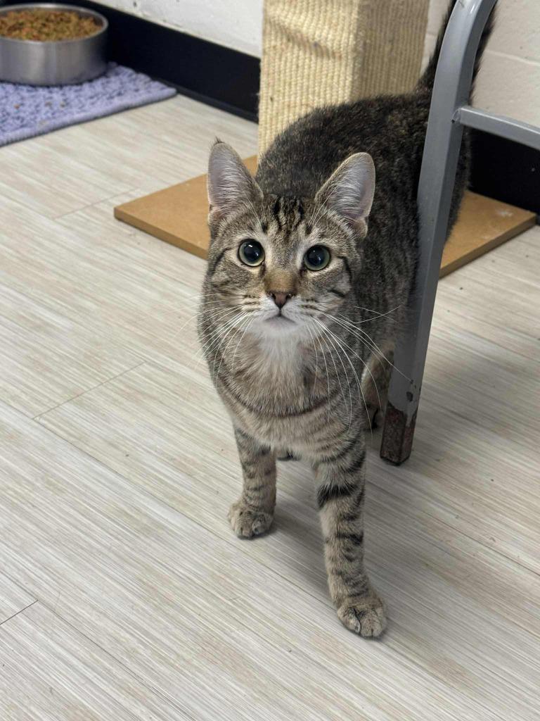 Enlarge Murphy, a Adoptable mixed breed in Marion, OH image 2/4