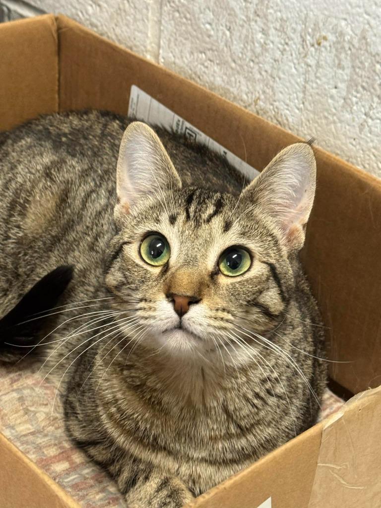 Enlarge Murphy, a Adoptable mixed breed in Marion, OH image 3/5