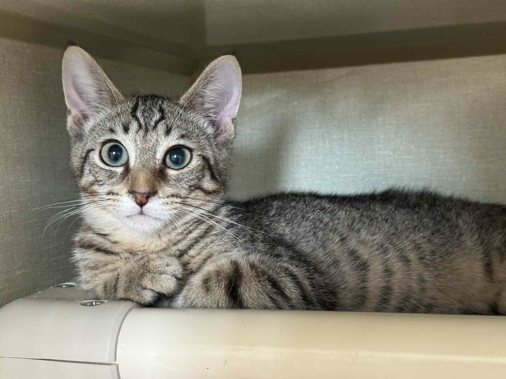 Enlarge Murphy, a Adoptable mixed breed in Marion, OH image 3/4