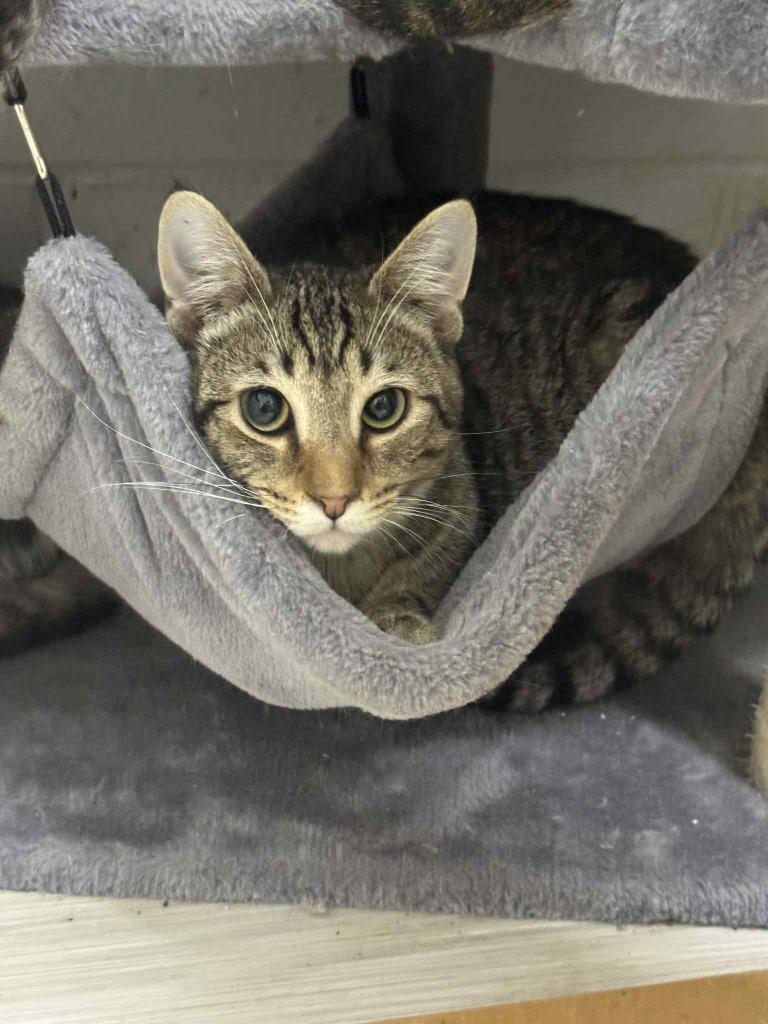 Enlarge Murphy, a Adoptable mixed breed in Marion, OH image 4/4