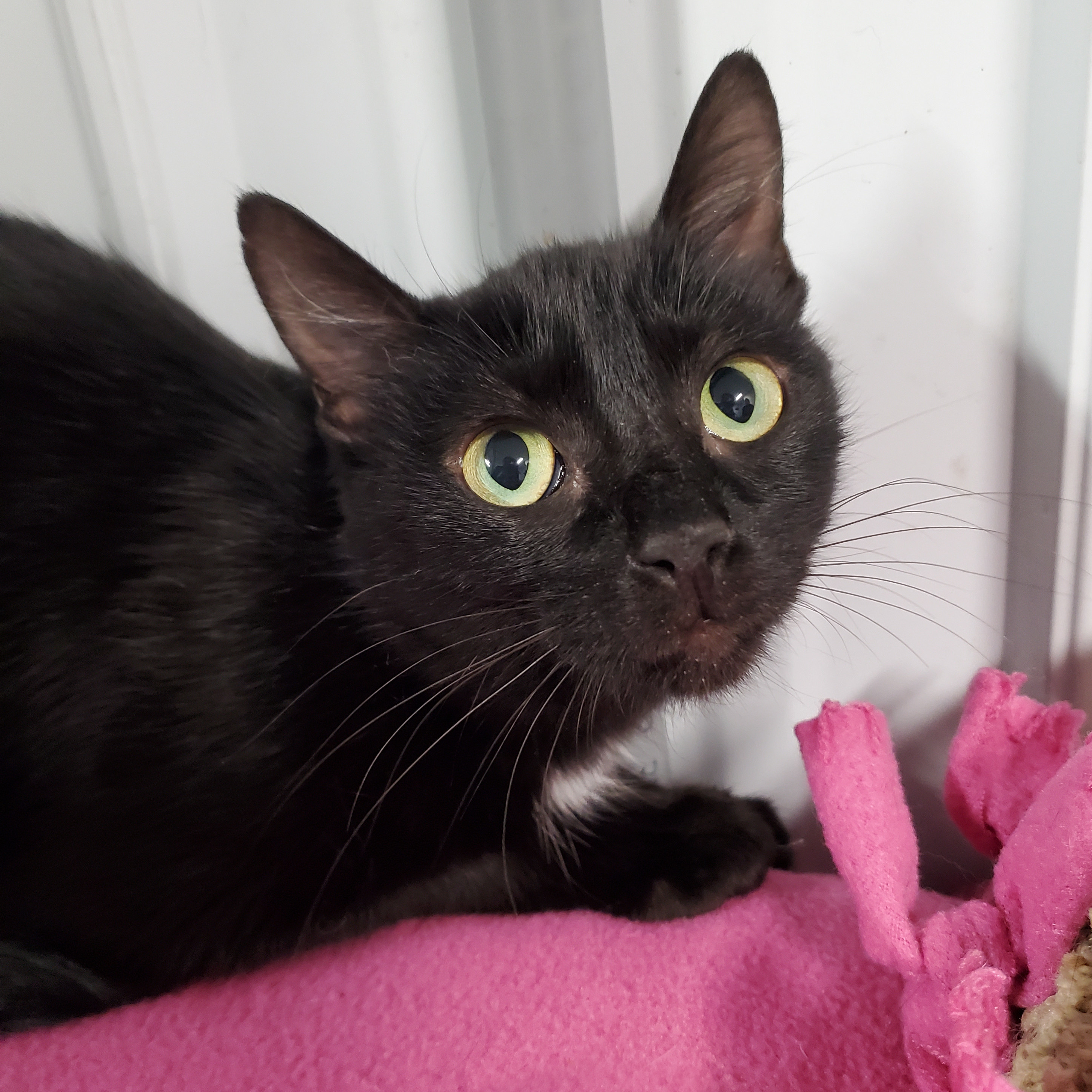 Enlarge Emma, a Adoptable Domestic Short Hair in Marseilles, IL image 1/4