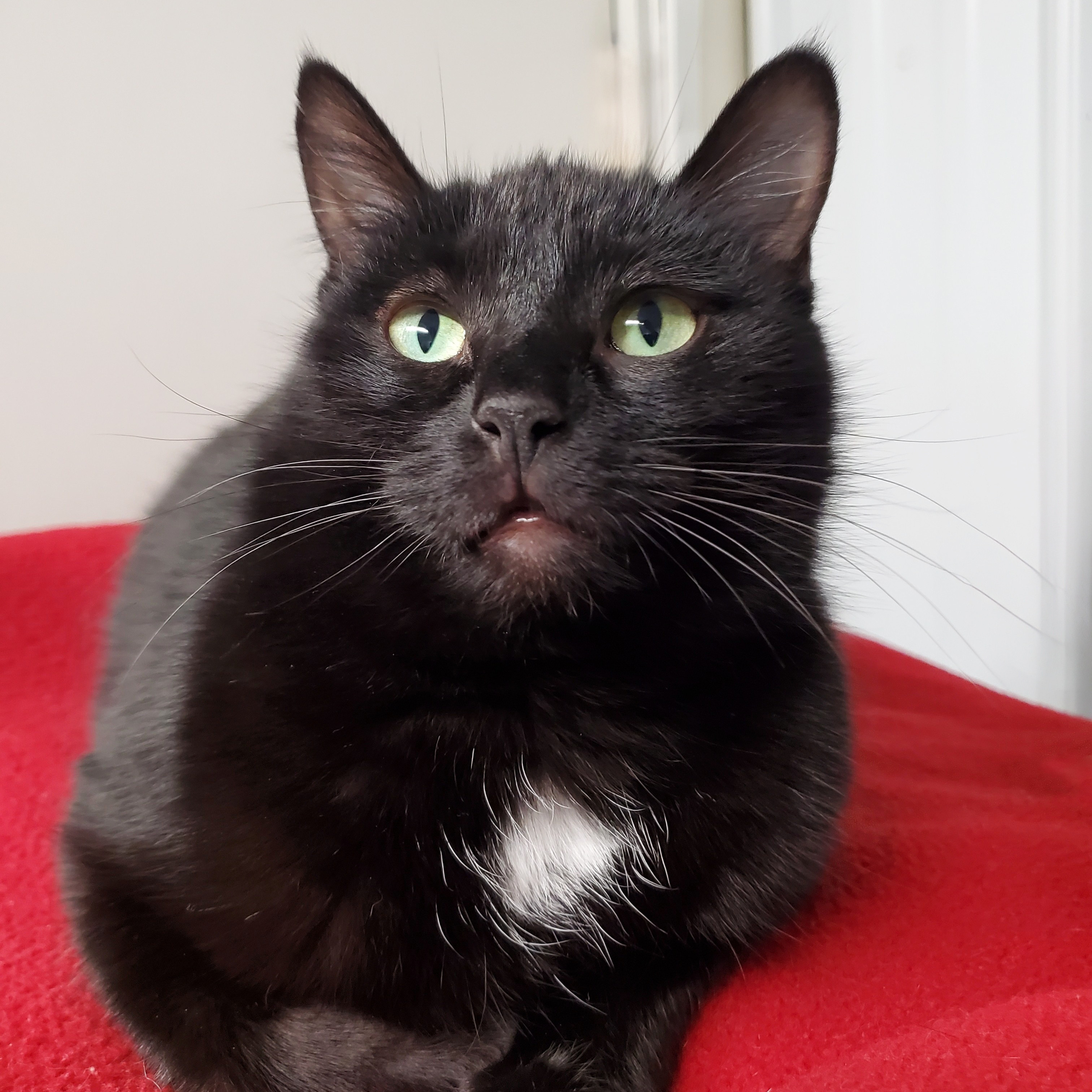 Enlarge Emma, a Adoptable Domestic Short Hair in Marseilles, IL image 2/4