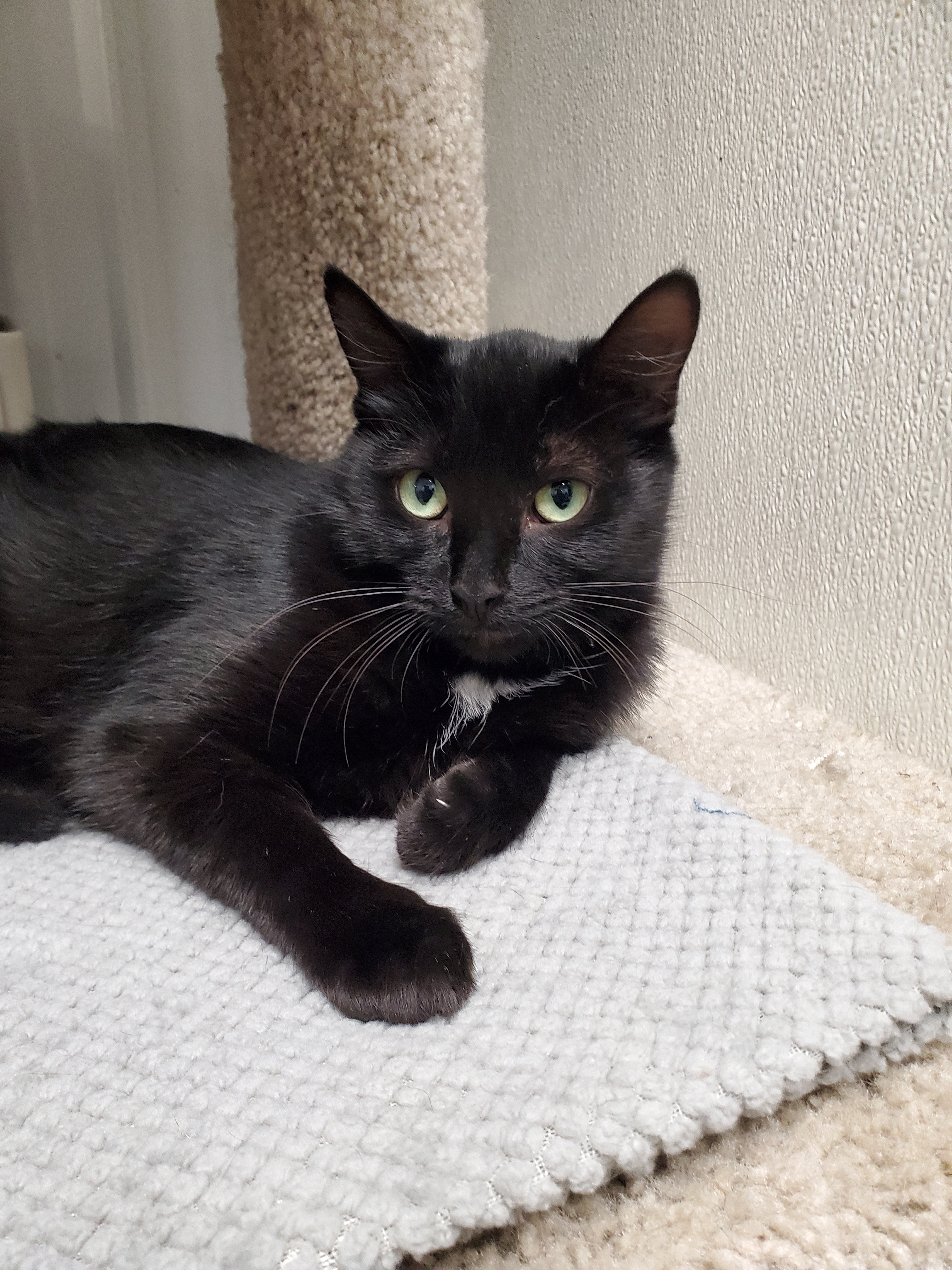 Enlarge Emma, a Adoptable Domestic Short Hair in Marseilles, IL image 3/4