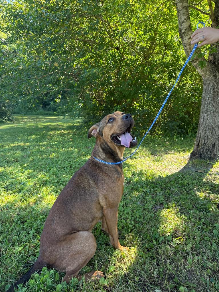 Janie, a Adoptable Collie in Murray, KY image 1/3