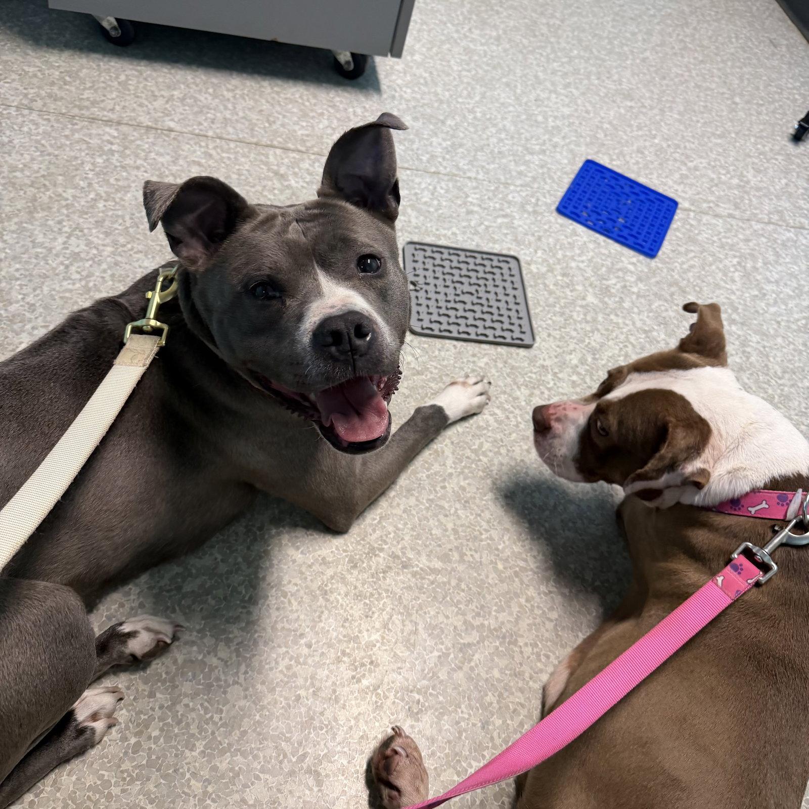 Prada, Adoptable, Young Female Pit Bull Terrier & Labrador Retriever.
