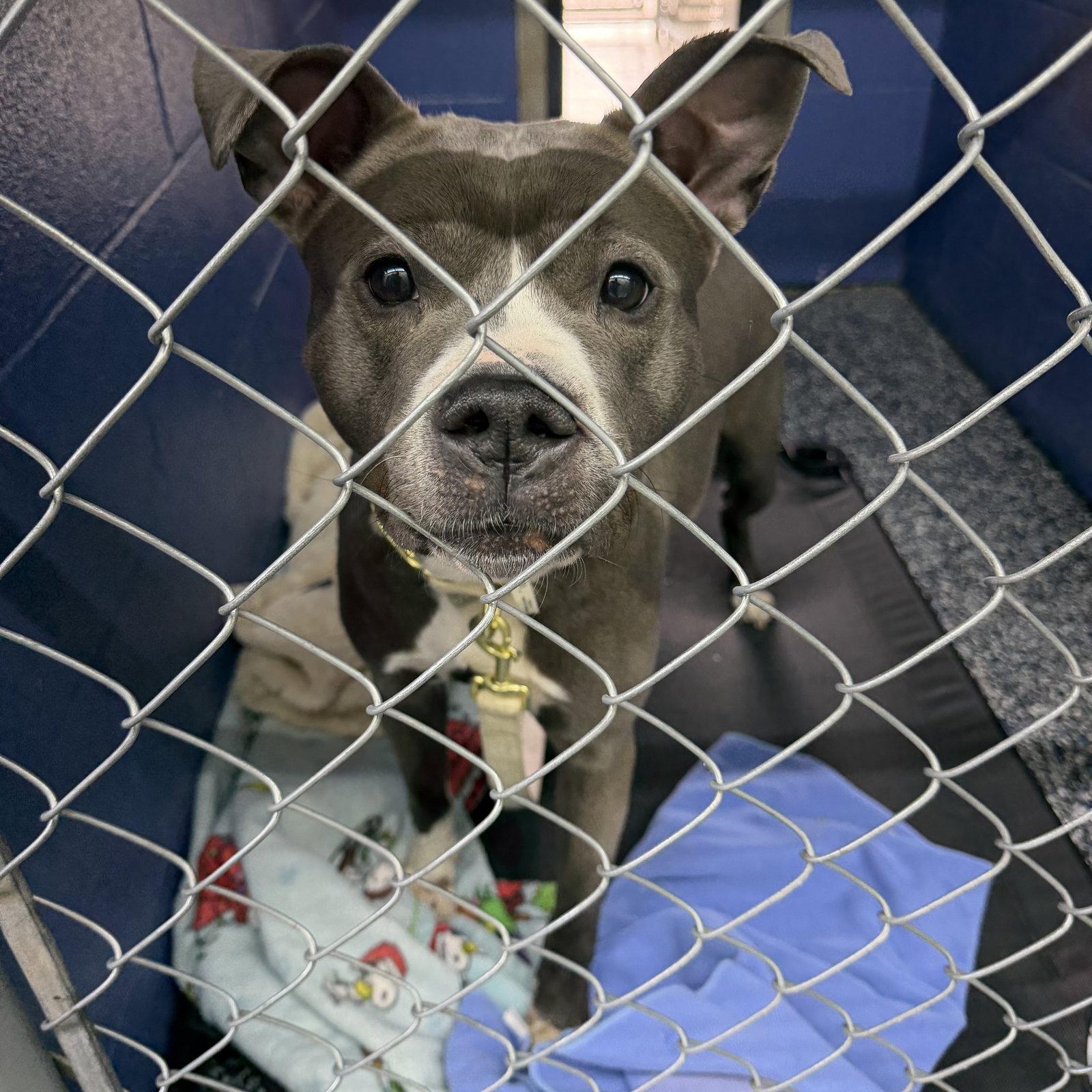 Prada, a Adoptable mixed breed in Lockport, NY image 2/3