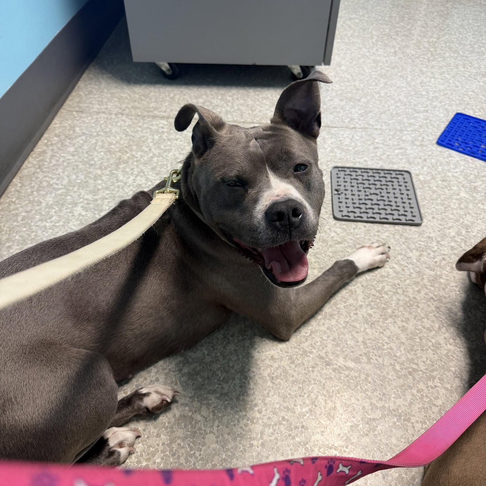 Prada, a Adoptable mixed breed in Lockport, NY image 3/3