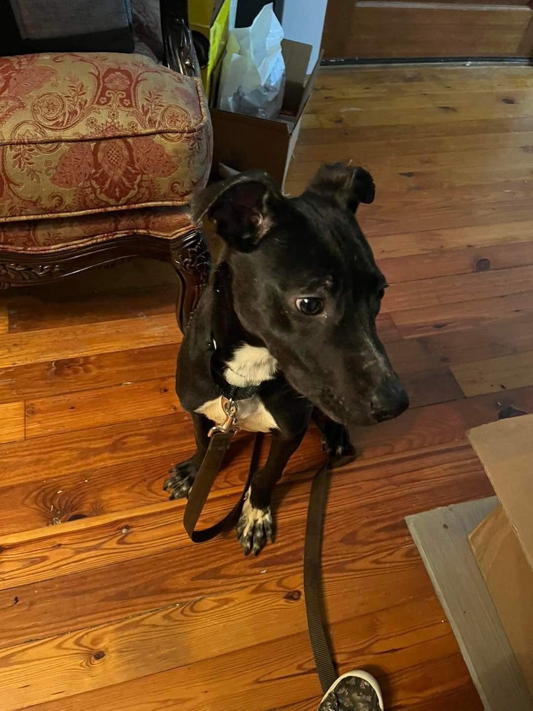 Enlarge Tank, a Adoptable mixed breed in Chattanooga, TN image 1/1