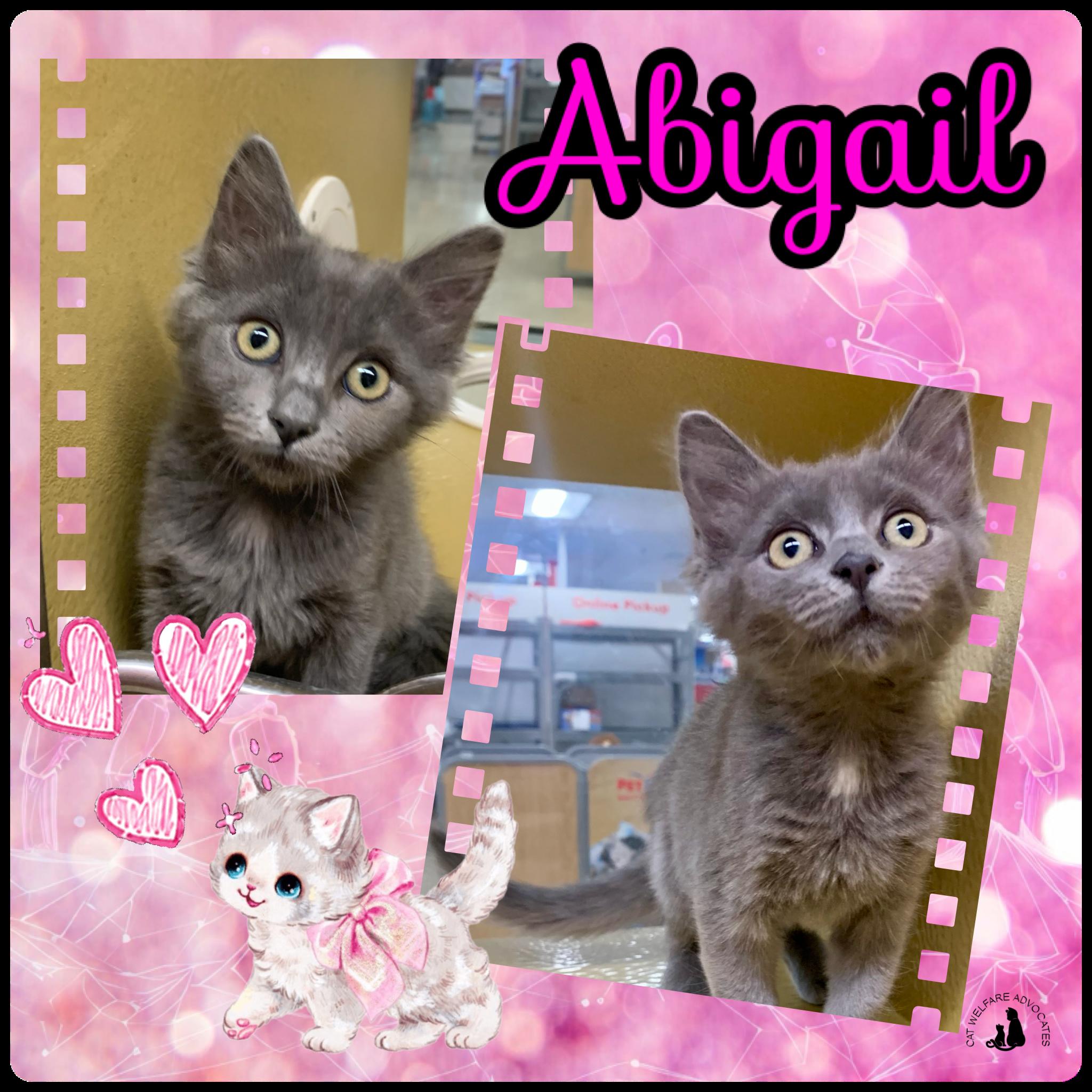 Abigail, adopted, Young Female Domestic Medium Hair.