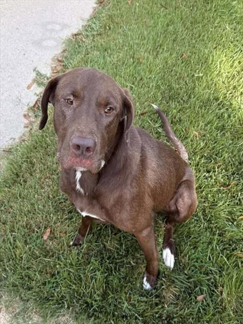 Enlarge RED WING BLACK BIRD, a Adoptable mixed breed in Chester, SC image 1/1