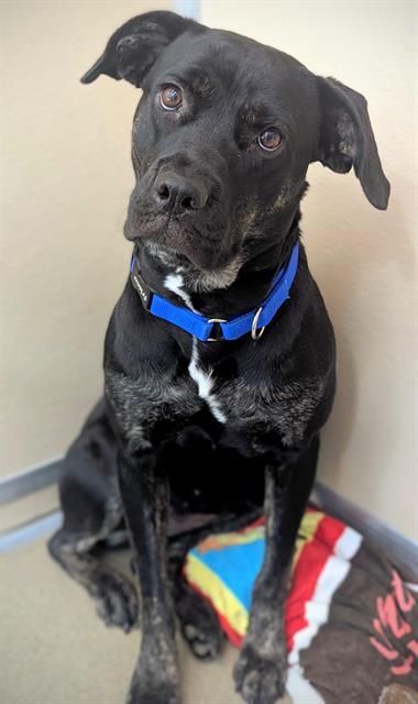 Enlarge JANINNE, a Adoptable mixed breed in Fort Lauderdale, FL image 1/1