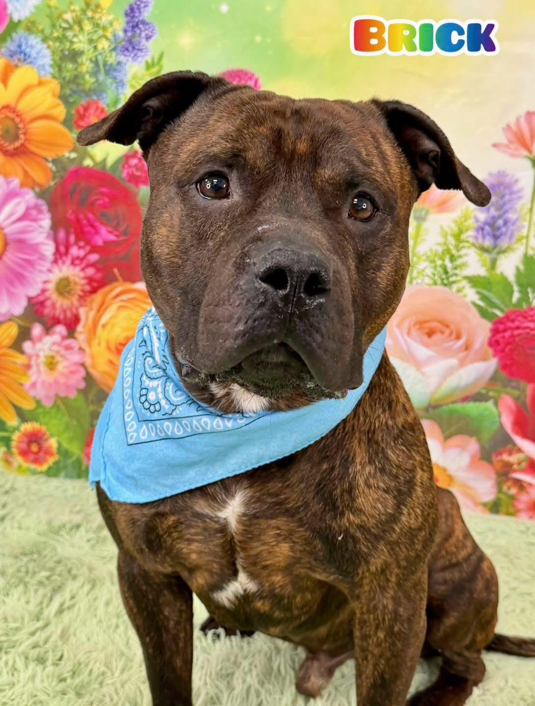 Brick, ADOPTABLE, Adult Male Mixed Breed.