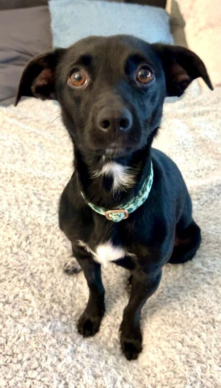 Gena (MD), Adopted, Adult Female Dachshund.