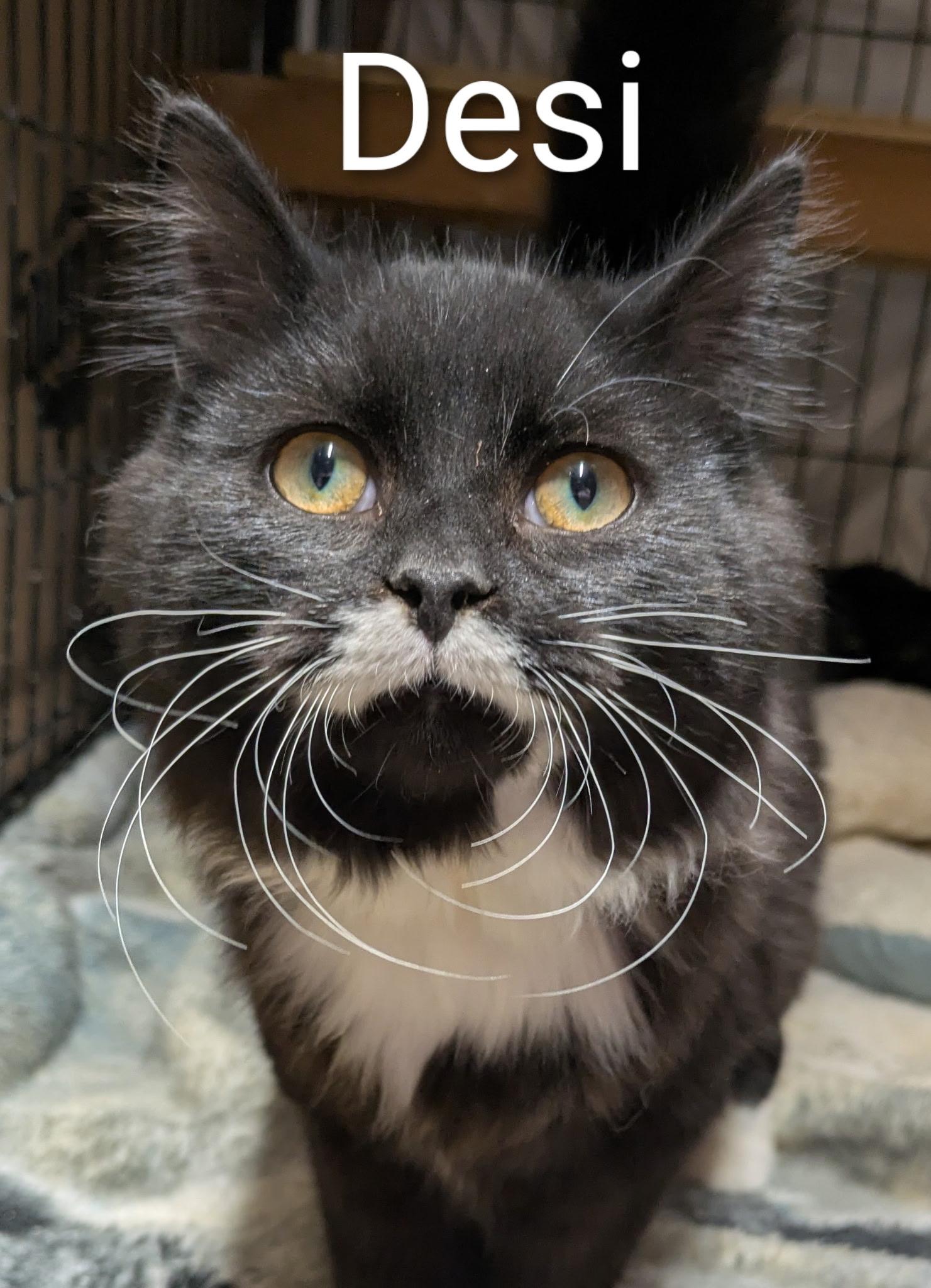 Enlarge Desi, a ADOPTABLE Domestic Medium Hair in Mears, MI image 1/4