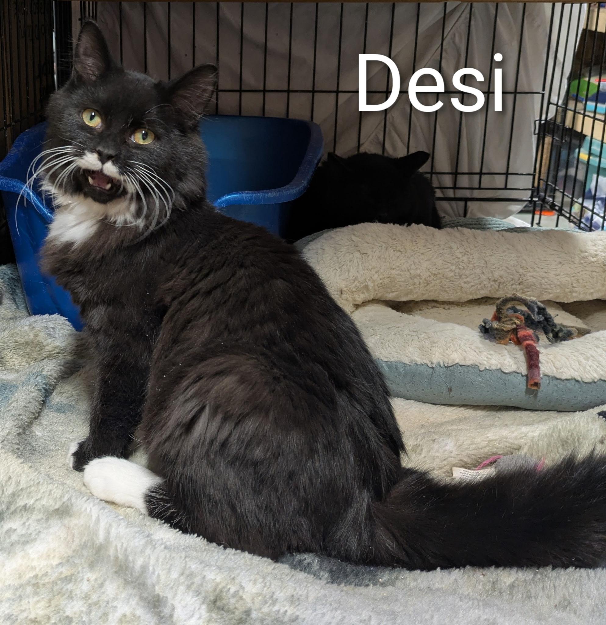Enlarge Desi, a ADOPTABLE Domestic Medium Hair in Mears, MI image 2/4