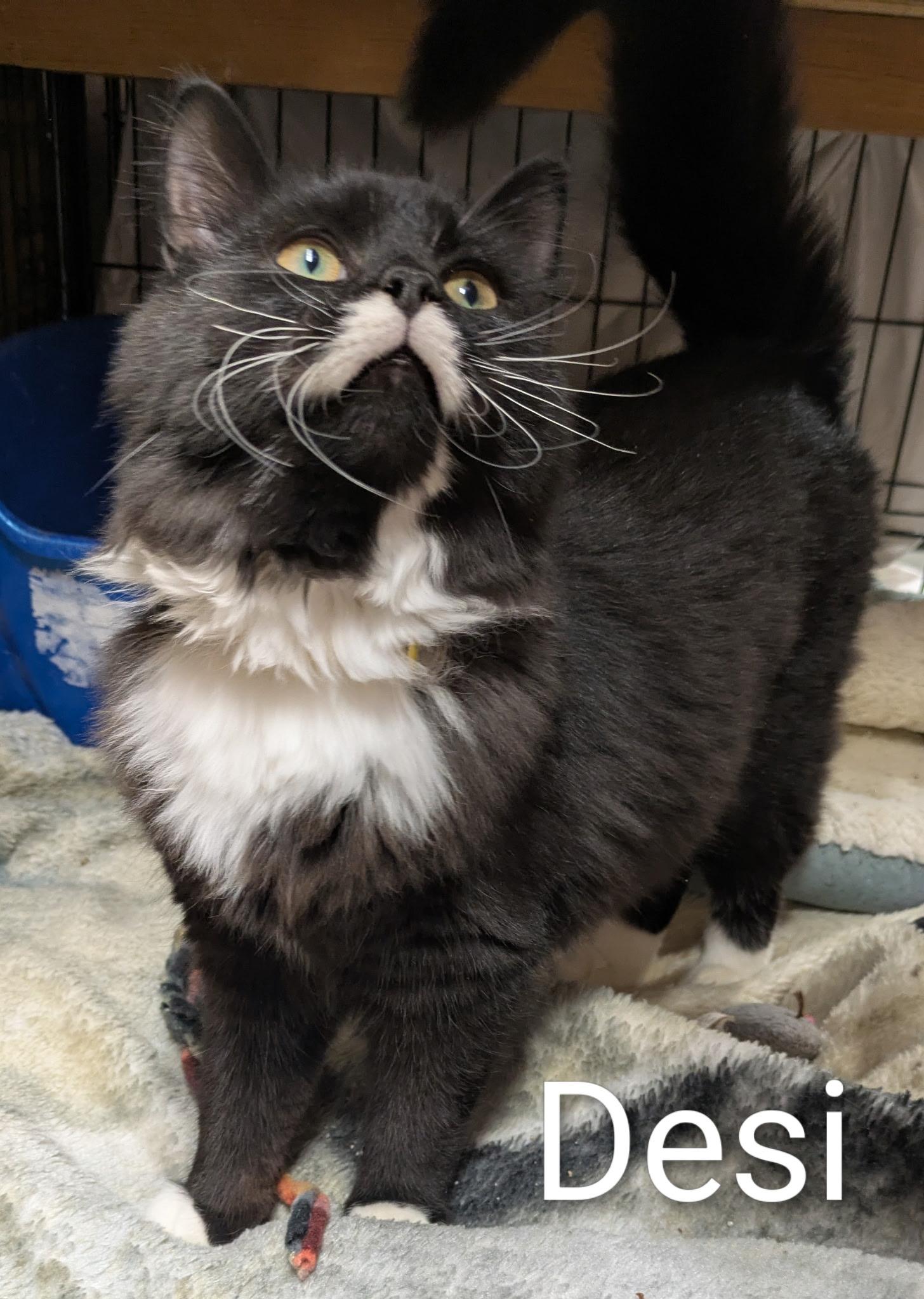 Enlarge Desi, a ADOPTABLE Domestic Medium Hair in Mears, MI image 3/4