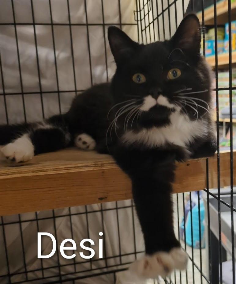 Enlarge Desi, a ADOPTABLE Domestic Medium Hair in Mears, MI image 4/4
