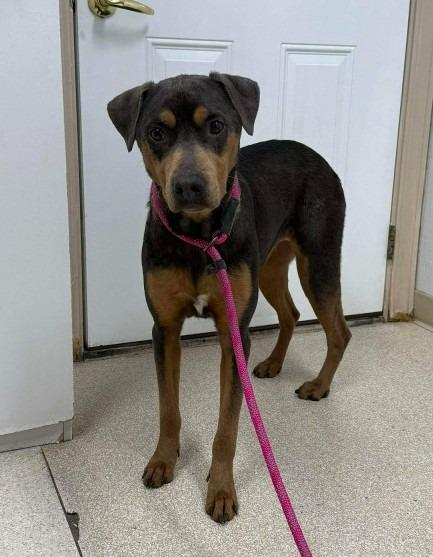 Kida, Adoptable, Young Female Doberman Pinscher.
