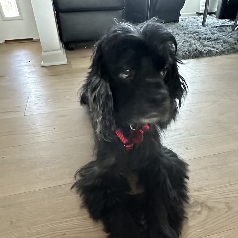 Dog for adoption Frankie, a Cocker Spaniel in Cape Coral, FL Petfinder