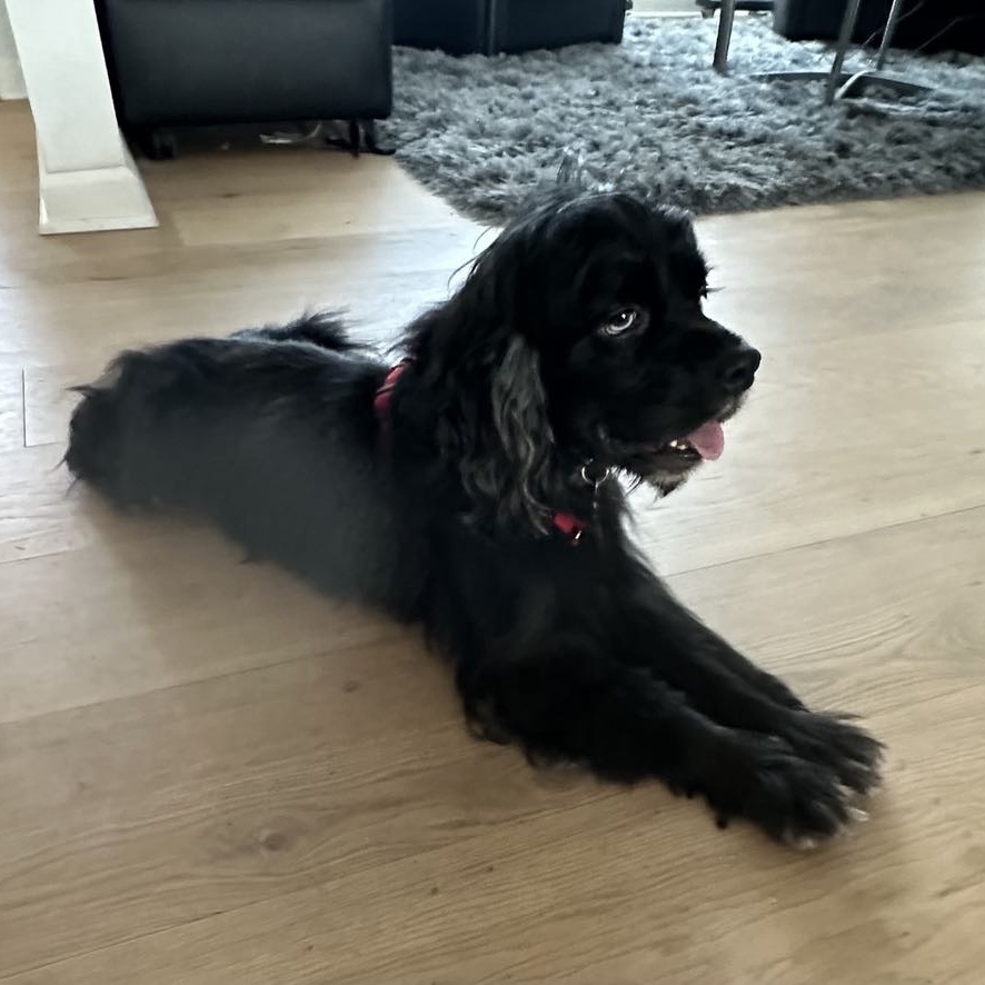 Dog for adoption Frankie, a Cocker Spaniel in Cape Coral, FL Petfinder