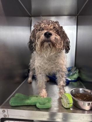 Turtle, Adoptable, Adult Male Shih Tzu & Mixed Breed.