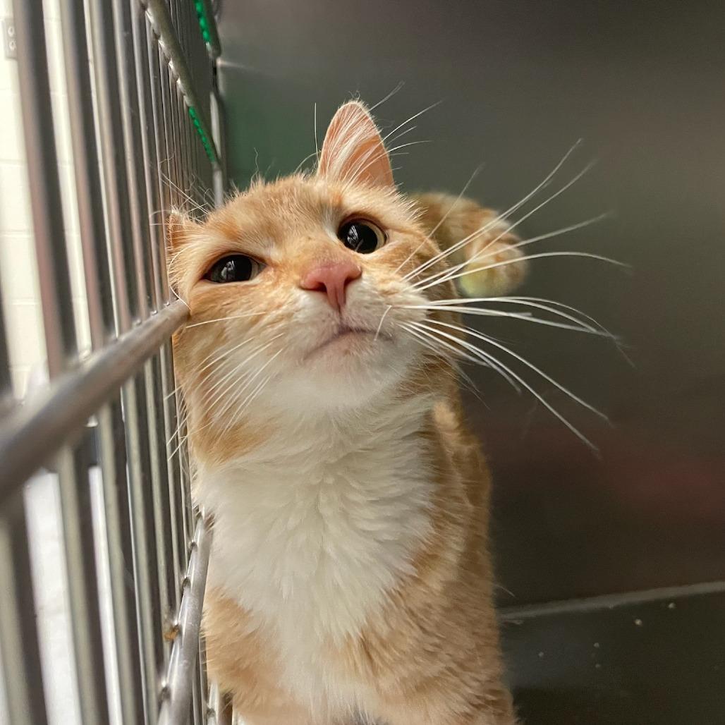 Khabib, Adoptable, Adult Male Domestic Short Hair.