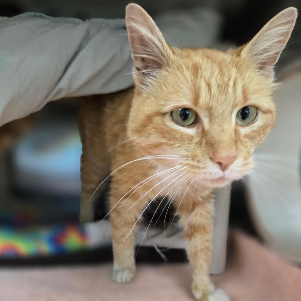 Enlarge Khabib, a Adoptable Domestic Short Hair in Charlottesville, VA image 2/3