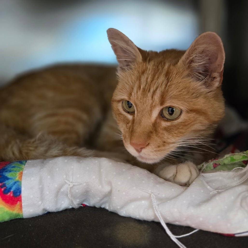 Enlarge Khabib, a Adoptable Domestic Short Hair in Charlottesville, VA image 3/3