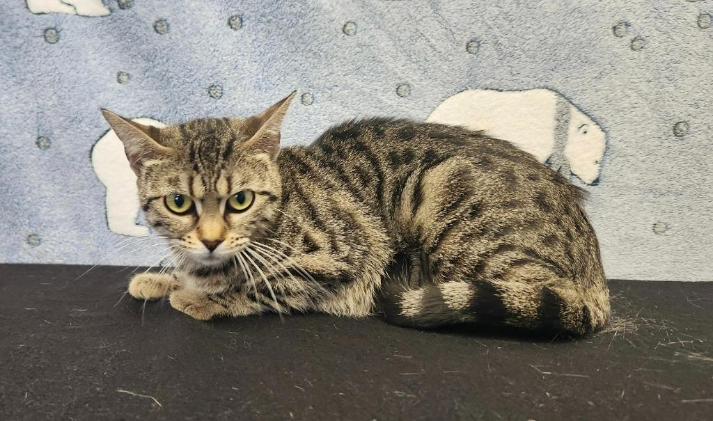 Enlarge Willow, a Adoptable Bengal in Benld, IL image 1/1