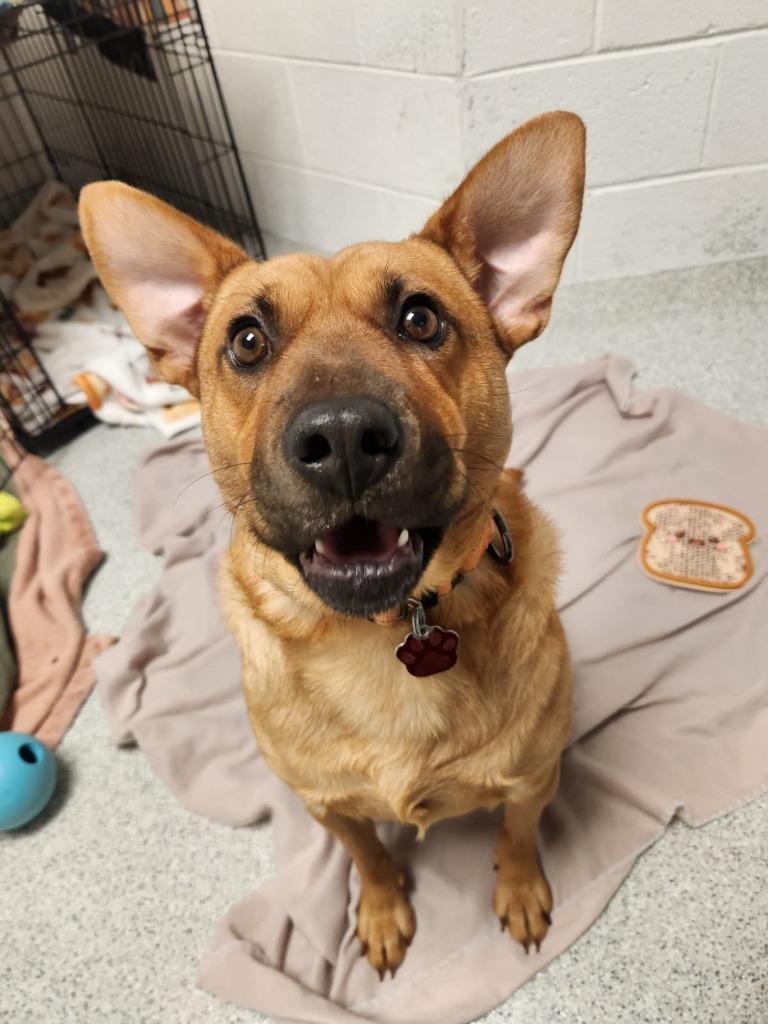 Enlarge Homie, a Adoptable mixed breed in Phoenix, AZ image 1/6