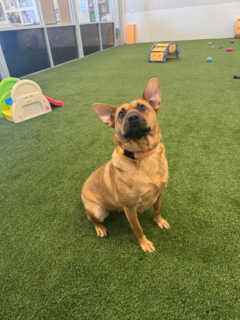 Enlarge Homie, a Adoptable mixed breed in Phoenix, AZ image 2/6