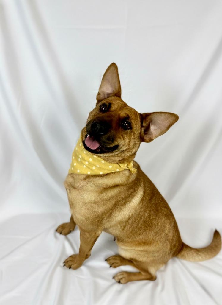 Homie, Adoptable, Adult Female Chow Chow & Cattle Dog.