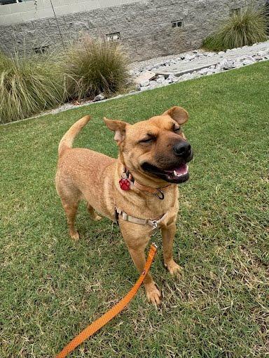 Enlarge Homie, a Adoptable mixed breed in Phoenix, AZ image 2/5