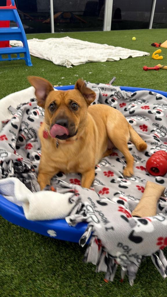 Enlarge Homie, a Adoptable mixed breed in Phoenix, AZ image 4/6