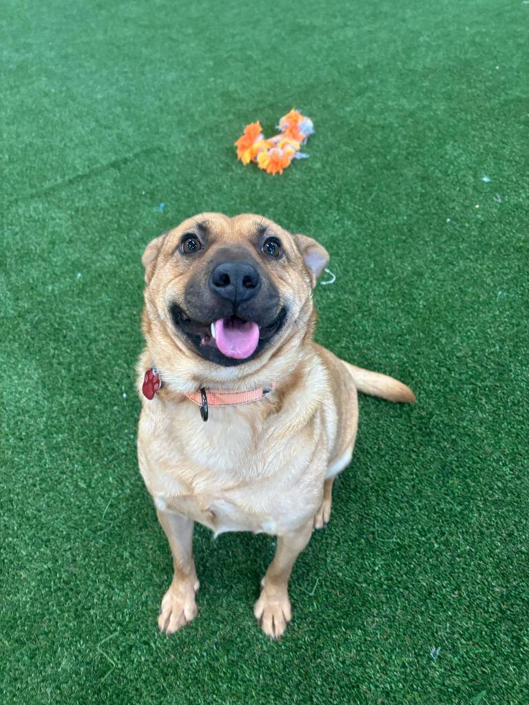 Enlarge Homie, a Adoptable mixed breed in Phoenix, AZ image 5/5